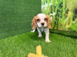 Cavalier King Charles Spaniel female Puppy for sale 006340997